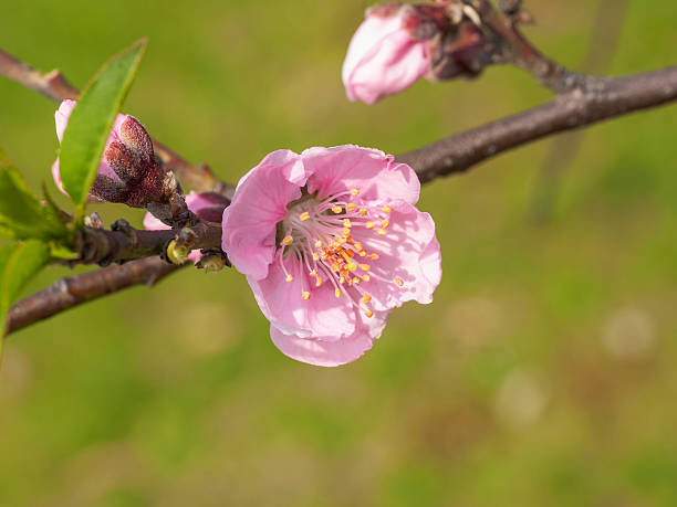 istock beautiful pink peach flowers with nature blurred background. 516654992
