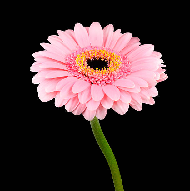 rosa gerbera blume mit grüne stängel isoliert - gerbera daisy stem flower head pink stock-fotos und bilder