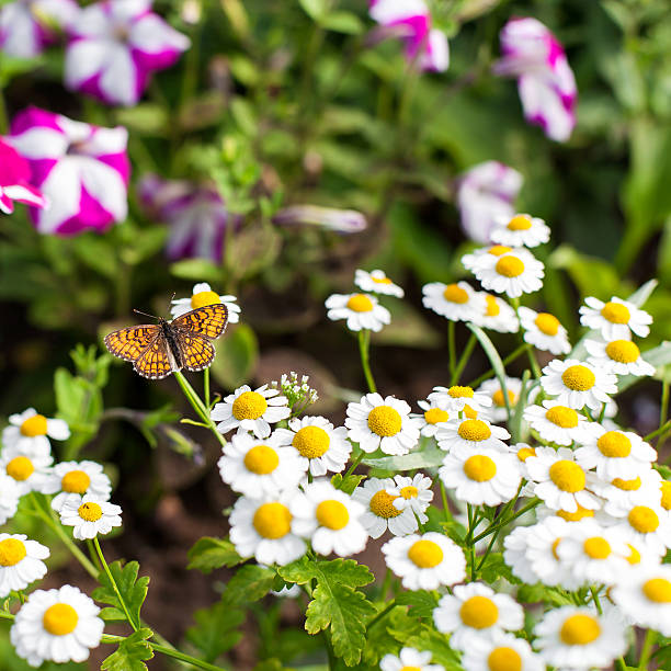 Butterfly on camomile in the garden