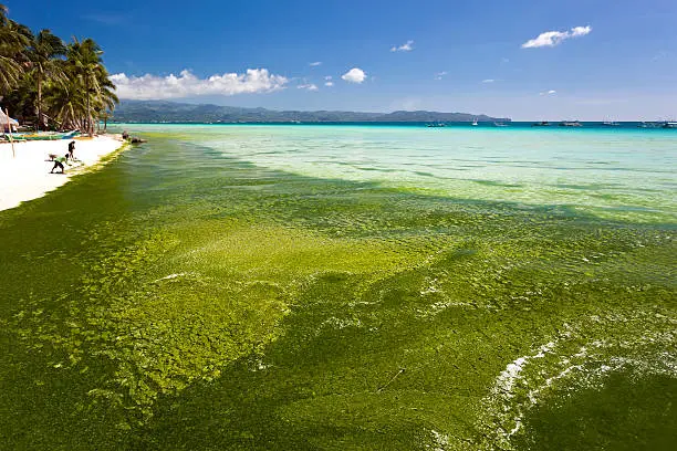 Seaweed in turquoise sea,  mire on white beach. Boracay island