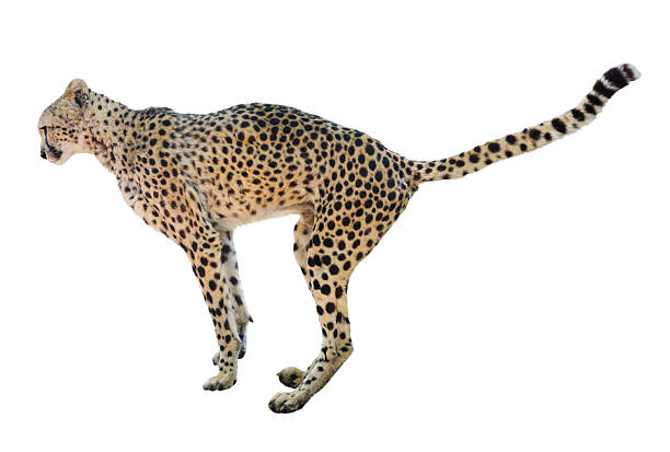 istock adult cheetah 516656646
