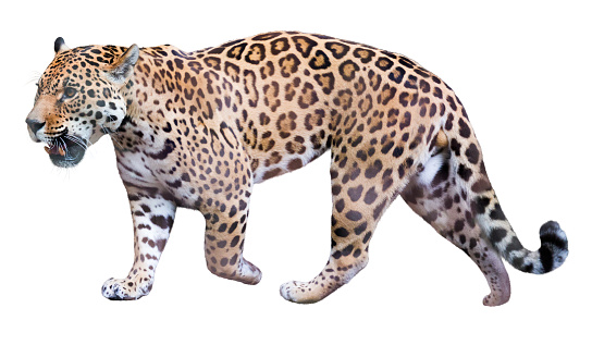 Jaguar leisurely strolls. Isolated over white background