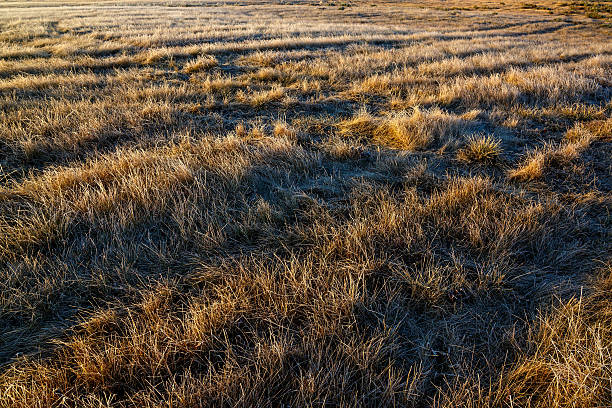 istock Grass covered with frost at sunrise. 516656818