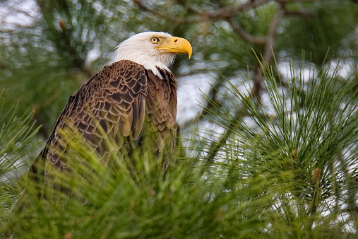 Female Bald Eagle perching close to the nest, Delta, BC, Canada