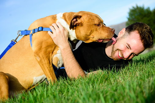 A young male playing with his pit bull on a grassy hill.  The dog is licking his cheek,  Sky and trees in the background. 