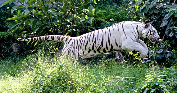 white tiger in action at Songkhla zoo Thailand