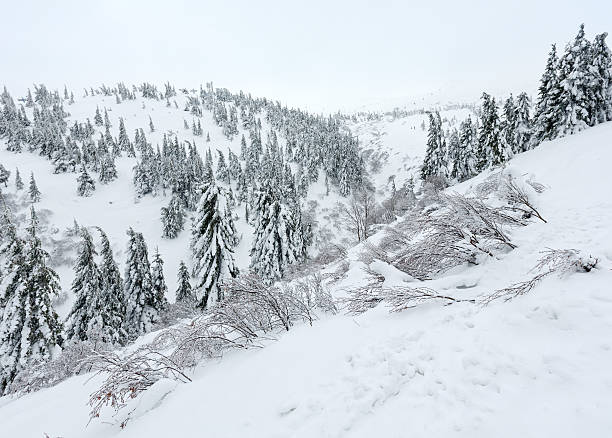 istock Snowy fir trees on winter hill. 516657602