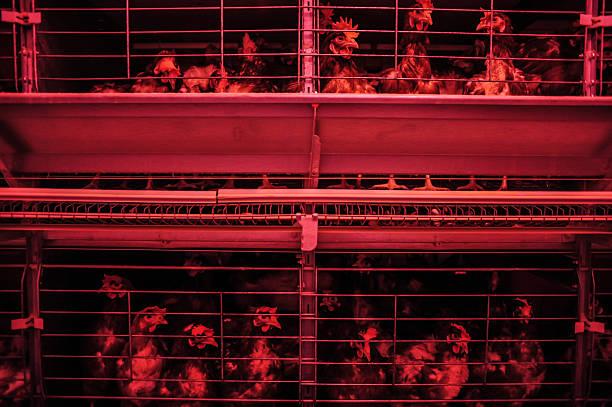 Caged Chicken stock photo