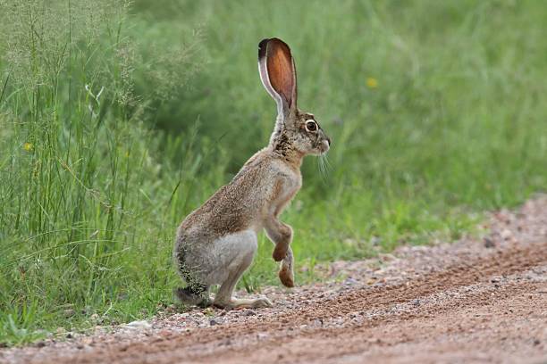 オグロジャックウサギ 写真のストックフォト