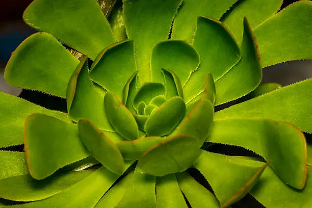 Extreme closeup of a beautiful Hen and Chicks or Rosette or Aeonium or stone lotus plant nematodes in a garden