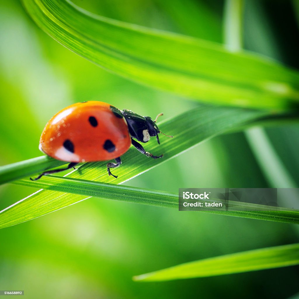 Ladybug on grass Ladybug running along on blade of  green grass. Beautiful nature Animal Wildlife Stock Photo