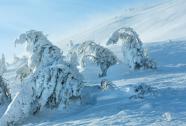 istock Icy snowy fir trees on winter hill. 516659110