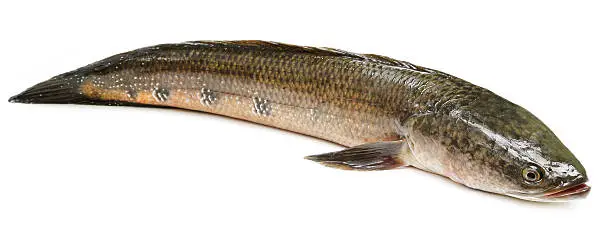 Channa marulius or Giant Snakehead known as gozar fish in Bangladesh