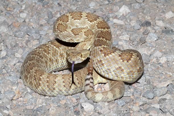 serpiente de cascabel del mojave-crotalus scutulatus - mojave rattlesnake fotografías e imágenes de stock