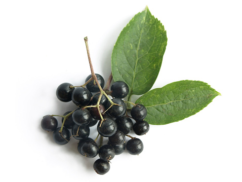 The fruits of black elderberry are used in traditional medicine to treat bronchitis, cough, infections, fever.