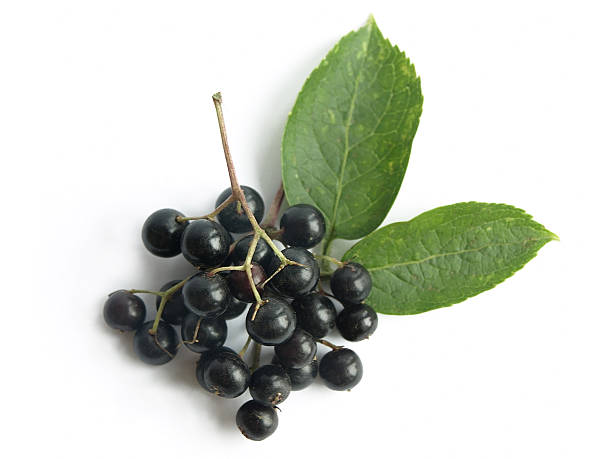 Elder (Sambucus nigra) The fruits of black elderberry are used in traditional medicine to treat bronchitis, cough, infections, fever. elder plant stock pictures, royalty-free photos & images