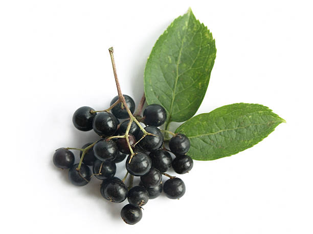 Elder (Sambucus nigra) The fruits of black elderberry are used in traditional medicine to treat bronchitis, cough, infections, fever. elderberry photos stock pictures, royalty-free photos & images