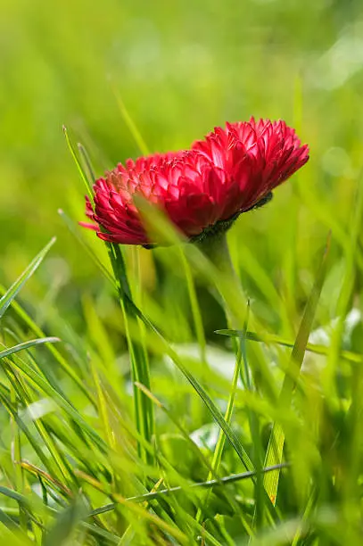 Photo of hairy red daisy
