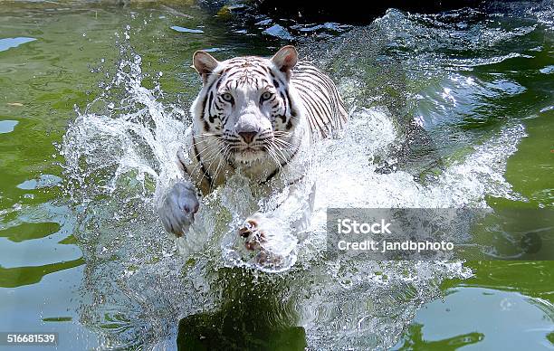 White Tiger Stock Photo - Download Image Now - White Tiger, Tiger, Jumping