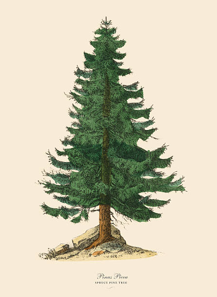 świerk sosna drzewo lub pinus świerk, wiktoriański ilustracja botaniczne - spruce tree obrazy stock illustrations