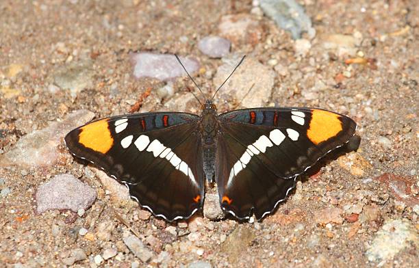 istock Arizona Sister (Adelpha eulalia) Butterfly 516682759