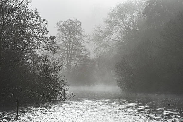 istock Moody dramatic foggy forest landscape Spring Autumn Fall 516682996