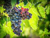 Vineyard Against Light, Vignette