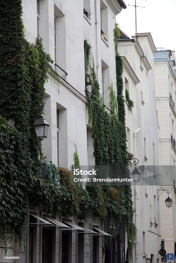 Vines at Street Level Ornate buildings in Paris. Apartment Stock Photo