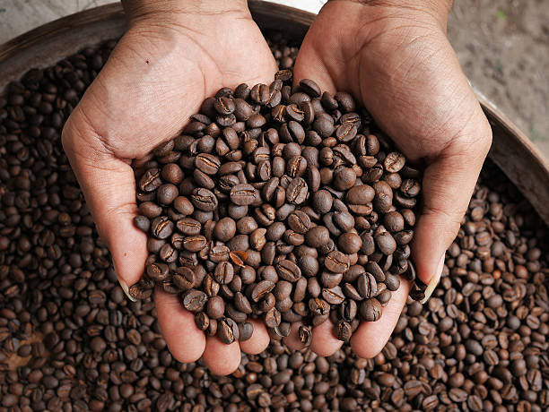 istock The Cooked Civet Coffee Beans 516684284