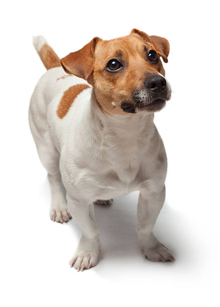 istock Dogs puppy isolated on white background. Jack Russell Terrier 516685276