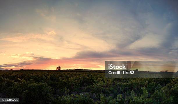 French Vineyard At Sunset Stock Photo - Download Image Now - Agricultural Field, Cloud - Sky, Color Image