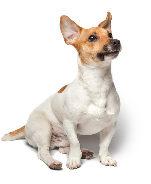 istock Dogs puppy isolated on white background. Jack Russell Terrier 516685314