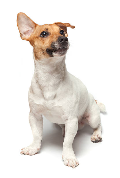 istock Dogs puppy isolated on white background. Jack Russell Terrier 516685438