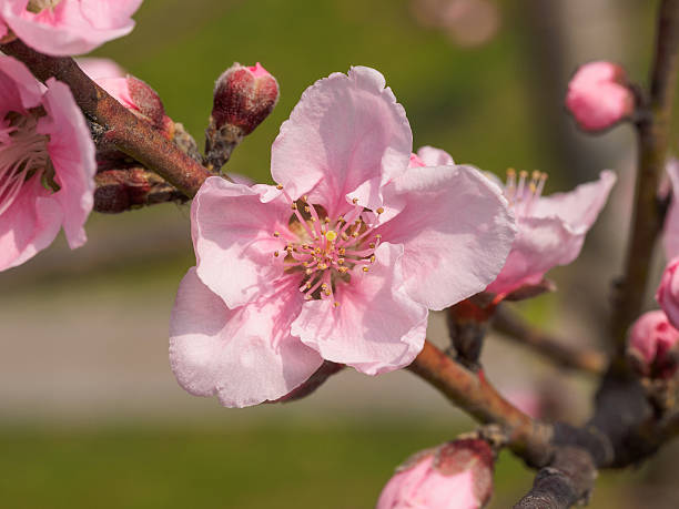istock beautiful pink peach flowers with nature blurred background. 516685556