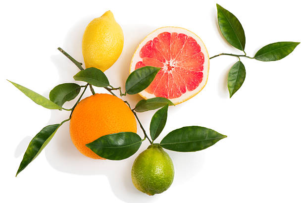 istock Twig with citrus fruits 516685818