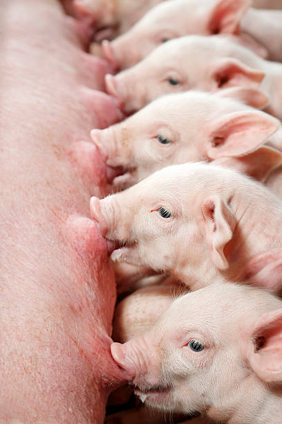 cochinillos son crías de las cerdas - cerdito fotografías e imágenes de stock