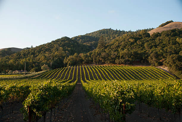 istock Vineyards late afternoon Bennett Valley Sonoma County California 516686059