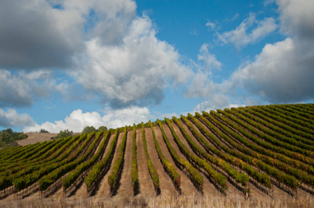istock Cloudscape over Vineyards Sonoma County California 516686075