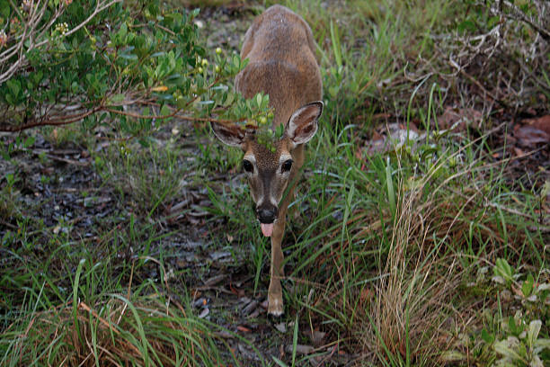 istock Key deer sticking out tongue 516686104