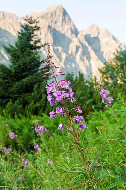 istock Chamerion angustifolium in mountains 516686141