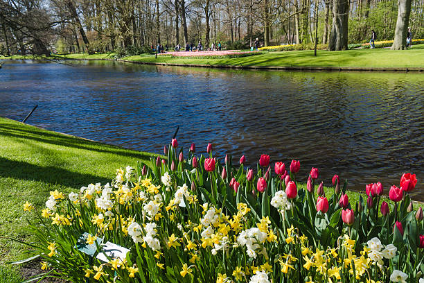 istock Keukenhof garden, Netherlands 516686728