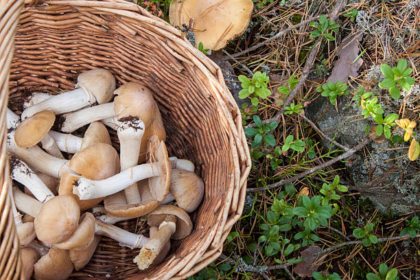 istock Gypsy mushrooms in a wicker basket 516687025