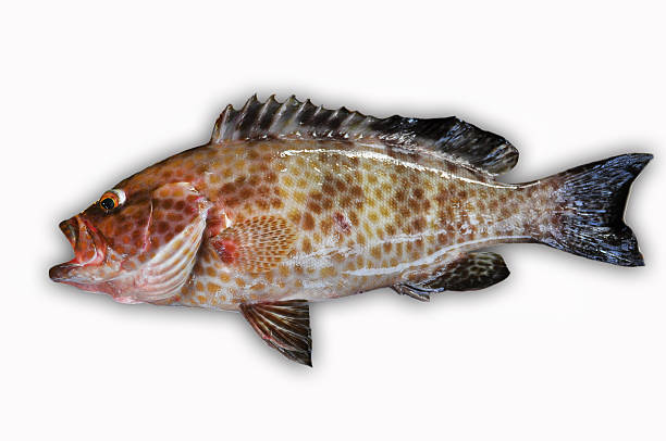 istock Fresh Grouper on white background,Fillet of Fish 516687395