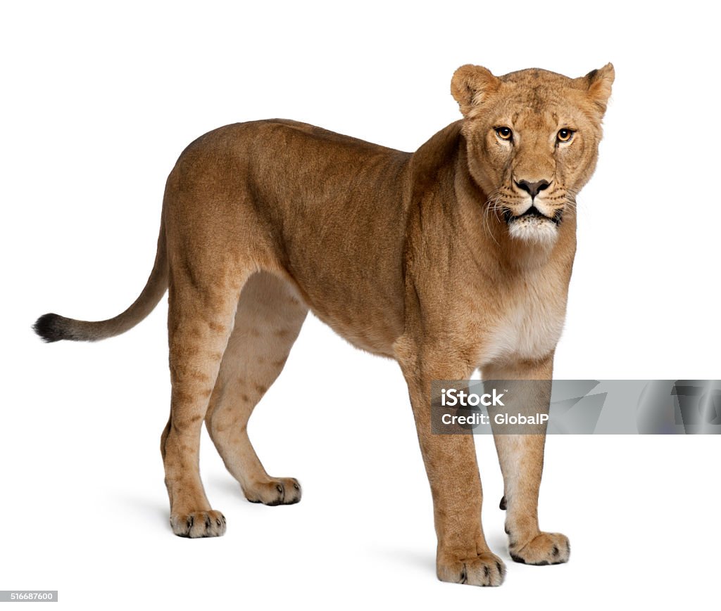 Lioness, Panthera leo, 3 years old, standing Lioness, Panthera leo, 3 years old, standing in front of white background Lioness - Feline Stock Photo