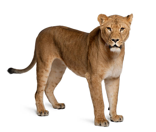 Lioness, Panthera leo, 3 years old, standing Lioness, Panthera leo, 3 years old, standing in front of white background female animal stock pictures, royalty-free photos & images