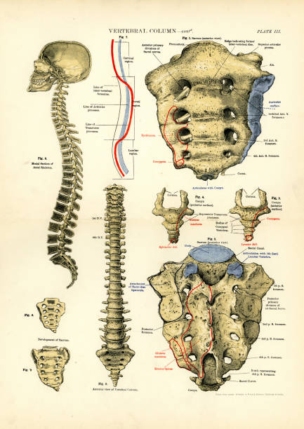 Human Anatomy - Vertebral column Victorian print of the human vertebral column, 19th Century vintage medical diagrams stock illustrations