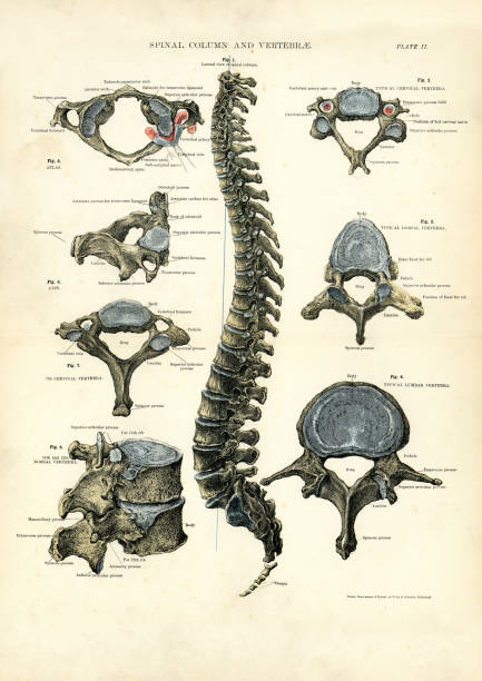 Spinal Column and Vertebrae Victorian print of the human Spinal Column and Vertebrae, 19th Century vintage medical diagrams stock illustrations