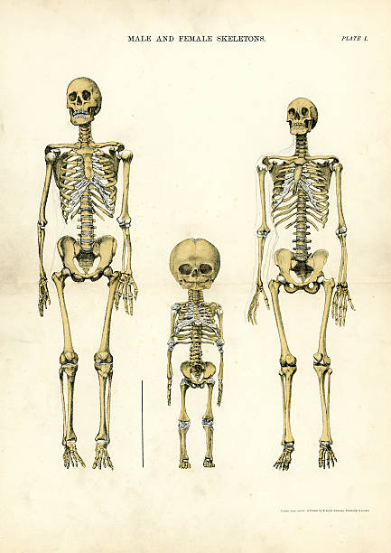 Male and Female Skeletons Victorian print of Male and Female Skeletons, 19th Century vintage medical diagrams stock illustrations