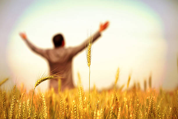 свобода - composition selective focus wheat field стоковые фото и изображения