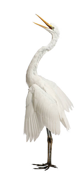 istock Great Egret or Great White Egret or Common Egret standing 516689094
